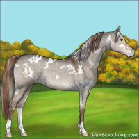 Horse Color:White Spotted Liver Red Dun 