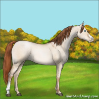 Horse Color:Buckskin Pearl Dun 