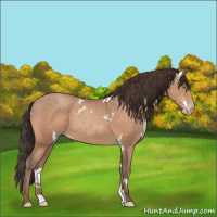 Horse Color:White Spotted Sable Champagne