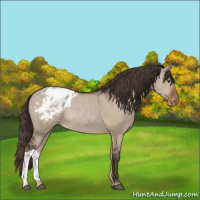 Horse Color:Liver Red Dun Appaloosa 