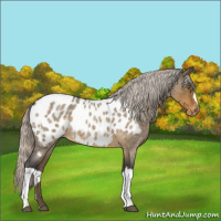 Horse Color:Silver Buckskin Roan Dun Appaloosa 