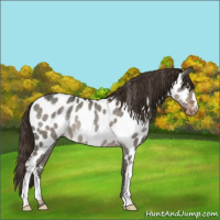 Horse Color:Liver Red Dun Appaloosa 