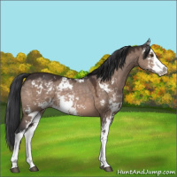 Horse Color:Brown Dun Mushroom Sabino 