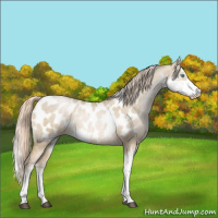 Horse Color:Chocolate Palomino Pearl Dun Sabino Near Leopard
