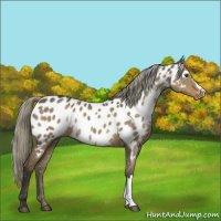 Horse Color:Chocolate Palomino Dun Appaloosa 