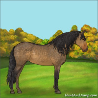 Horse Color:Buckskin Dun