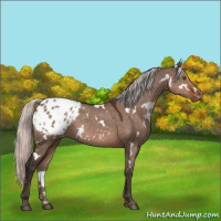Horse Color:White Spotted Silver Brown Dun Appaloosa 