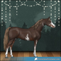 Horse Color:White Spotted Liver Chestnut Rabicano 