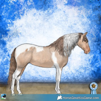 Horse Color:Bay Dun Tobiano Blanket 
