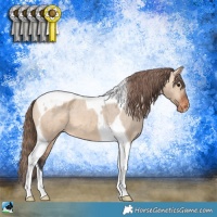 Horse Color:Bay Dun Tobiano Appaloosa 
