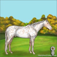 Horse Color:Silver Amber Champagne Appaloosa 