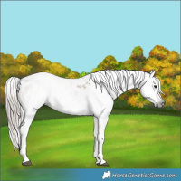 Horse Color:Gray Brown Dun Appaloosa 