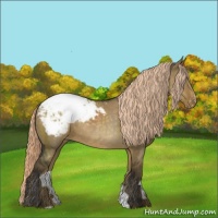 Horse Color:Chocolate Palomino Dun Appaloosa Rabicano 