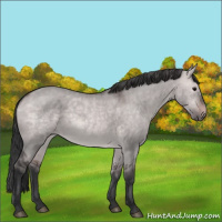 Horse Color:Platinum Bay Dun 