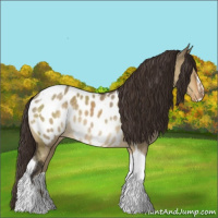 Horse Color:Buckskin Dun Sabino Tobiano Appaloosa Rabicano 