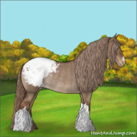 Horse Color:Liver Red Dun Appaloosa Rabicano 