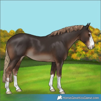 Horse Color:Liver Chestnut 