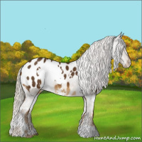 Horse Color:White Spotted Chocolate Palomino Appaloosa 