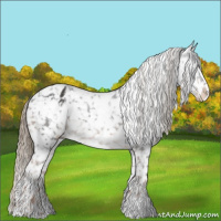 Horse Color:White Spotted Liver Chestnut Appaloosa 