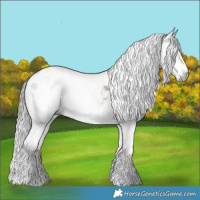 Horse Color:Gray White Spotted Liver Red Dun Appaloosa