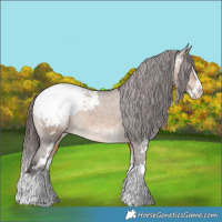Horse Color:White Spotted Bay Dun Splash Appaloosa 