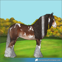 Horse Color:White Spotted Liver Chestnut Splash 