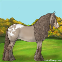 Horse Color:Liver Red Dun Appaloosa 