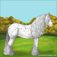 Horse Color:Buckskin Tobiano Appaloosa Rabicano 