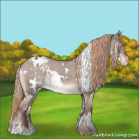 Horse Color:White Spotted Liver Red Dun Appaloosa 