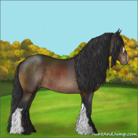 Horse Color:Brown Appaloosa 