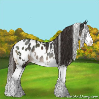 Horse Color:White Spotted Liver Chestnut Splash Appaloosa Rabicano 