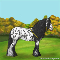 Horse Color:Black Appaloosa 