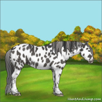 Horse Color:Black Tobiano Leopard 