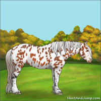 Horse Color:Bay Tobiano Near Leopard 