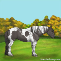 Horse Color:Smoky Black Tobiano 