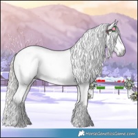 Horse Color:Gray Chocolate Palomino Appaloosa 