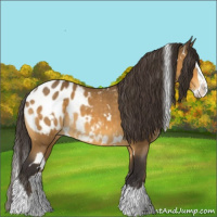 Horse Color:White Spotted Buckskin Splash Appaloosa 