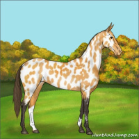 Horse Color:Buckskin Near Leopard Rabicano 