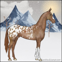 Horse Color:Chestnut Appaloosa
