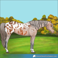 Horse Color:Bay Appaloosa 