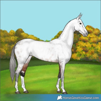 Horse Color:Gray Bay Appaloosa Rabicano 