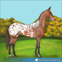 Horse Color:Bay Appaloosa 