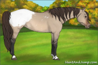 Horse Color:Bay Dun Appaloosa Rabicano 