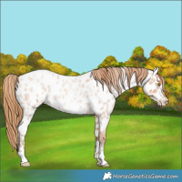 Horse Color:Bay Roan Pearl Appaloosa Rabicano 