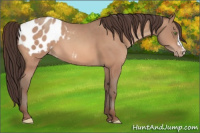Horse Color:Amber Champagne Appaloosa 