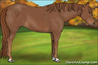 Horse Color:Chestnut 