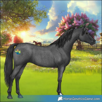 Horse Color:Blue Roan 