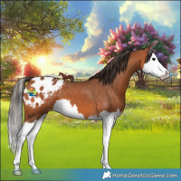 Horse Color:Bay Splash Appaloosa 