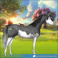 Horse Color:Blue Roan Splash 