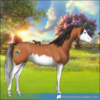 Horse Color:Bay Splash 